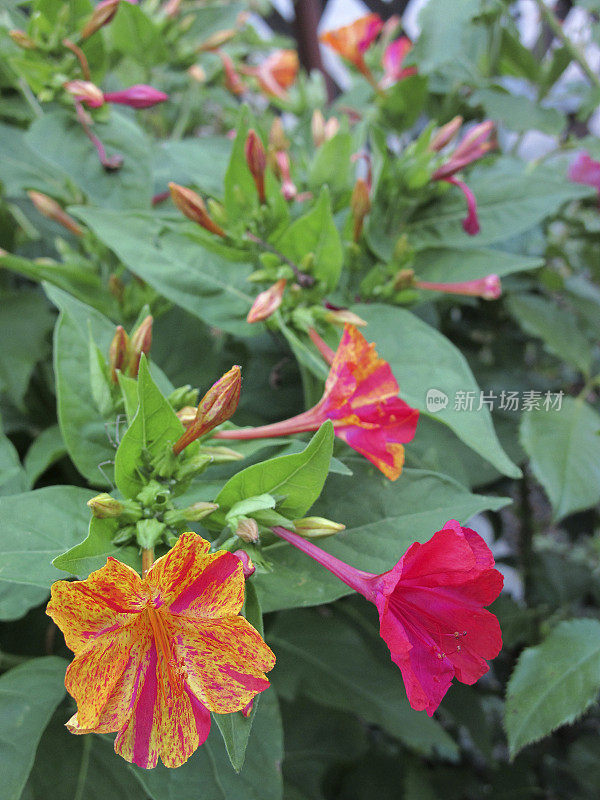 紫茉莉(Mirabilis jalapa)四点钟花或奇迹的秘鲁